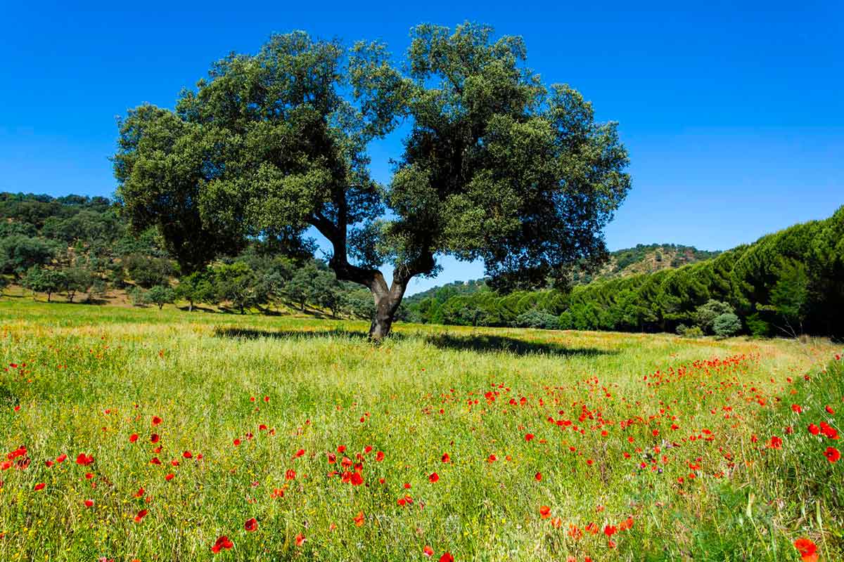 Sierra Norte of Seville