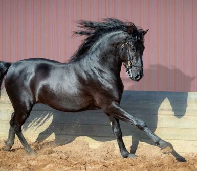 caballo andaluz negro