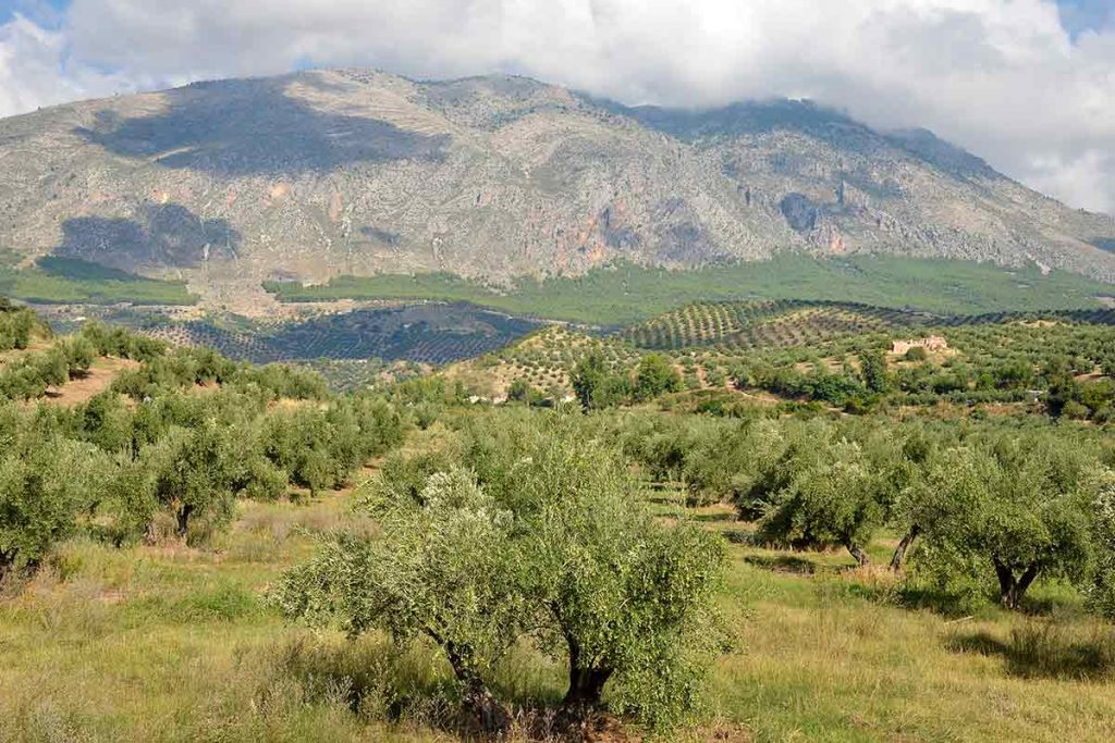 Campo de Olivos y Sierra Mágina