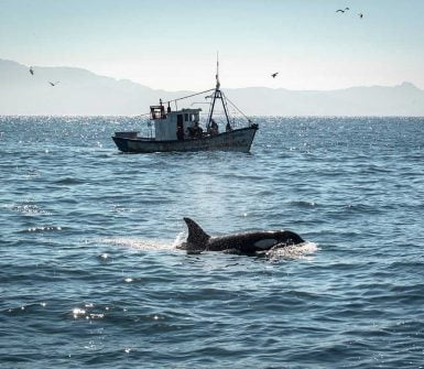 avistamiento de orcas estrecho de gibraltar