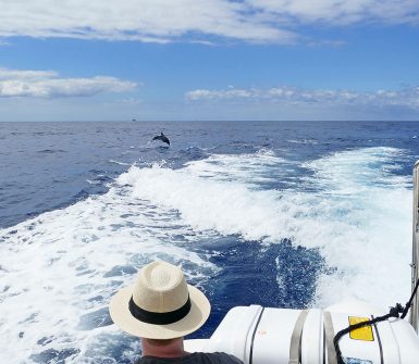 excursion para ver delfines