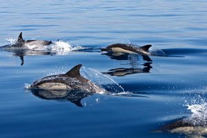 grupo de delfines