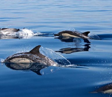 grupo de delfines