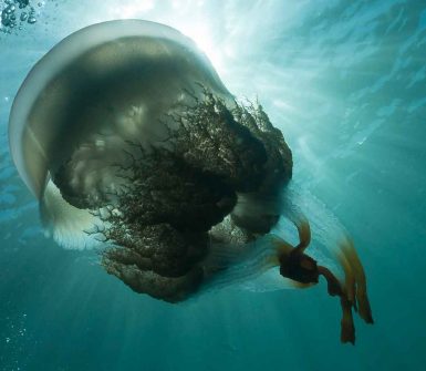medusa buceo granada