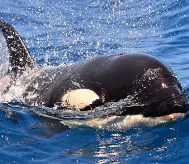 orcas en cadiz