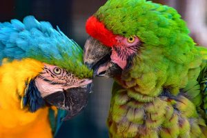 Acuarios y Zoos de Andalucia