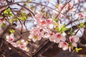 Ruta almendros en Flor