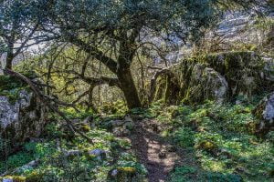 Bosques en andalucía
