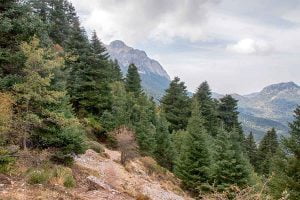 Blog 27 Pinsapar de Grazalema