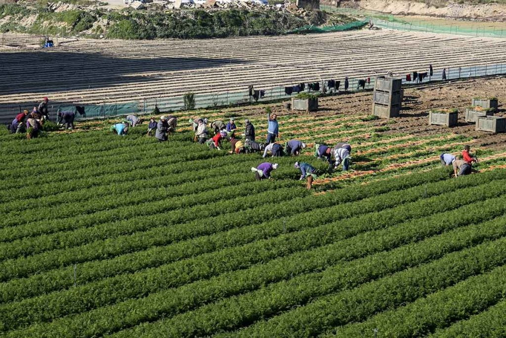 Agricultura en Marruecos